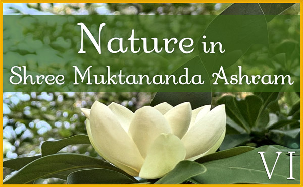 Nature Gallery VI in July in Shree Muktananda Ashram