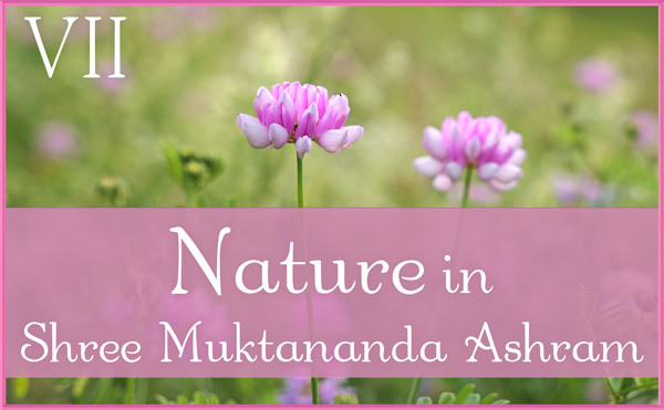 Nature Gallery IV in July in Shree Muktananda Ashram
