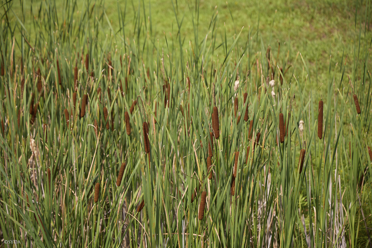 Nature Image Nature Image