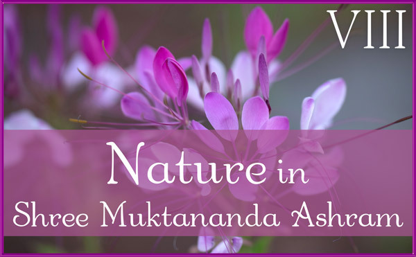 Nature Gallery VIII in July in Shree Muktananda Ashram