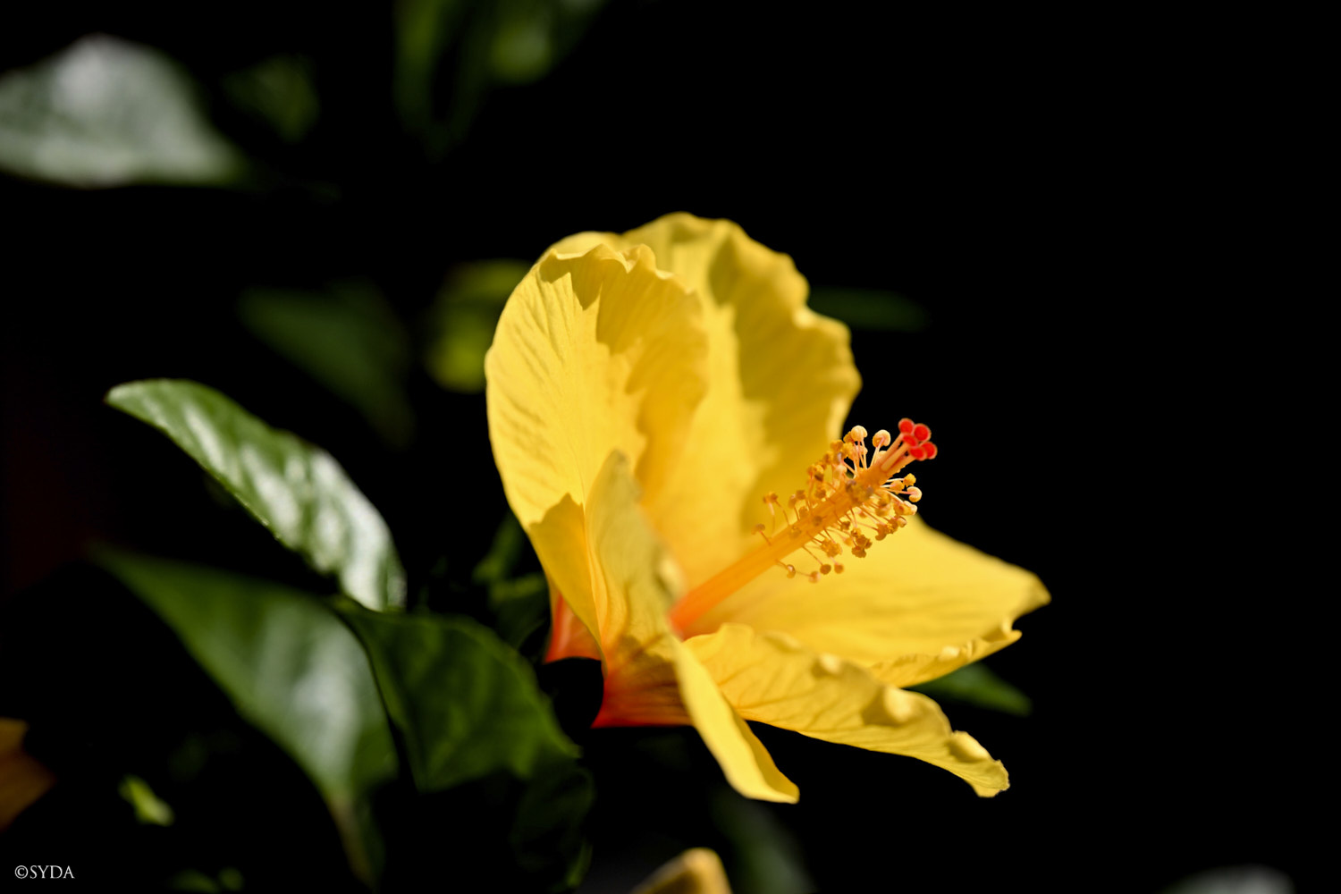 Nature Image