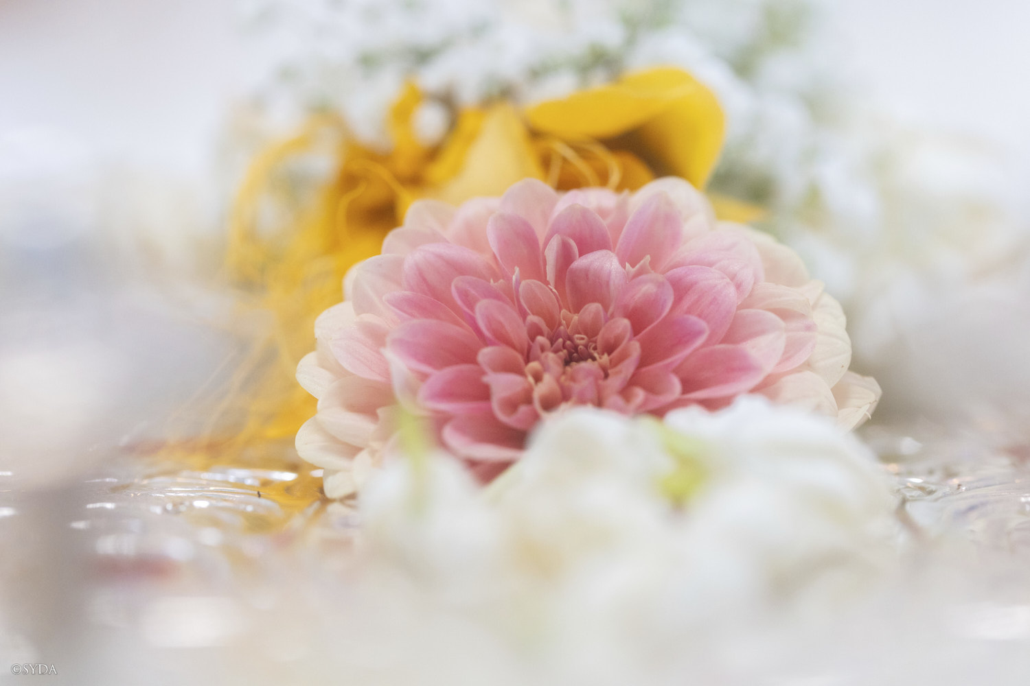 Nature Image