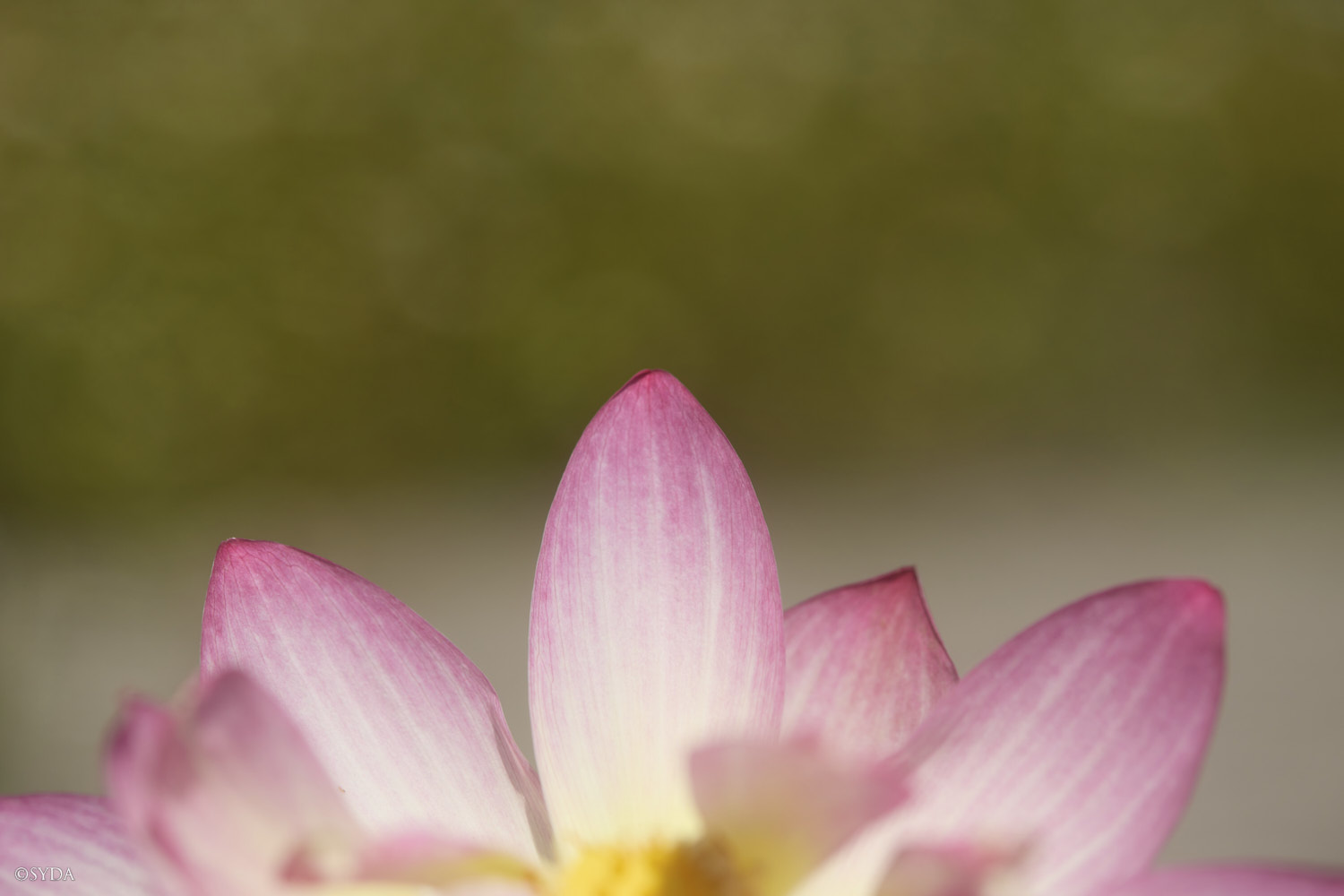 Nature Image