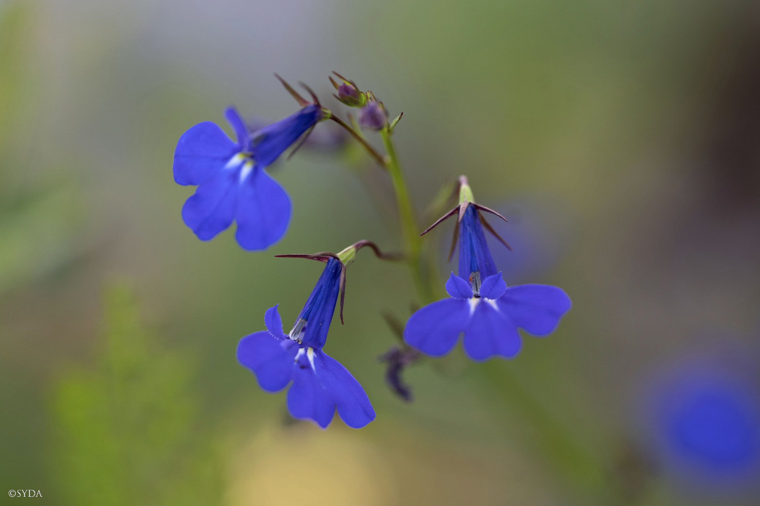 Nature Image