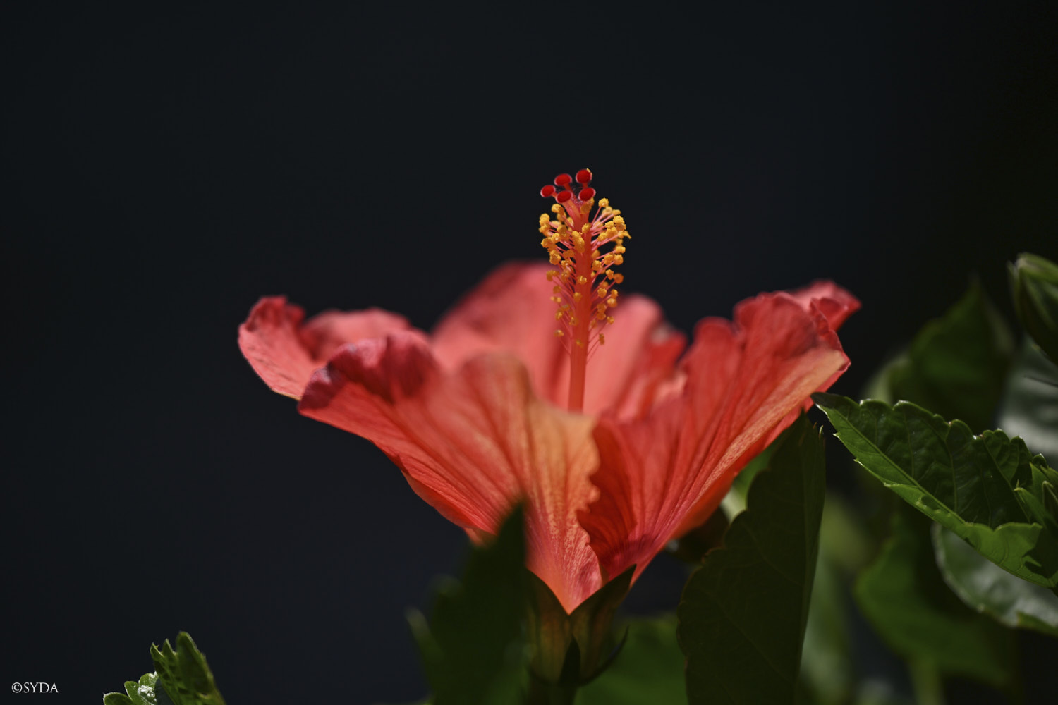 Nature Image