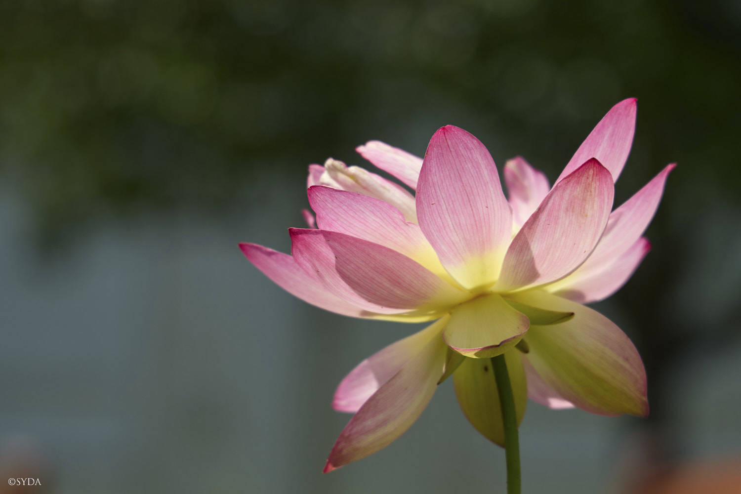 Nature Image
