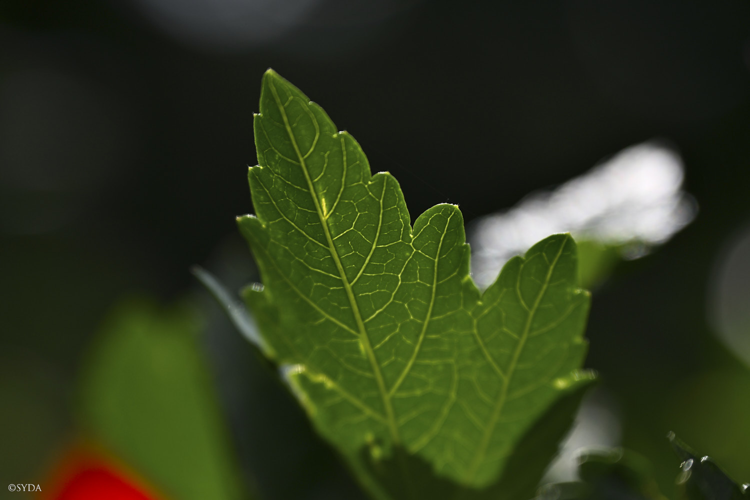 Nature Image