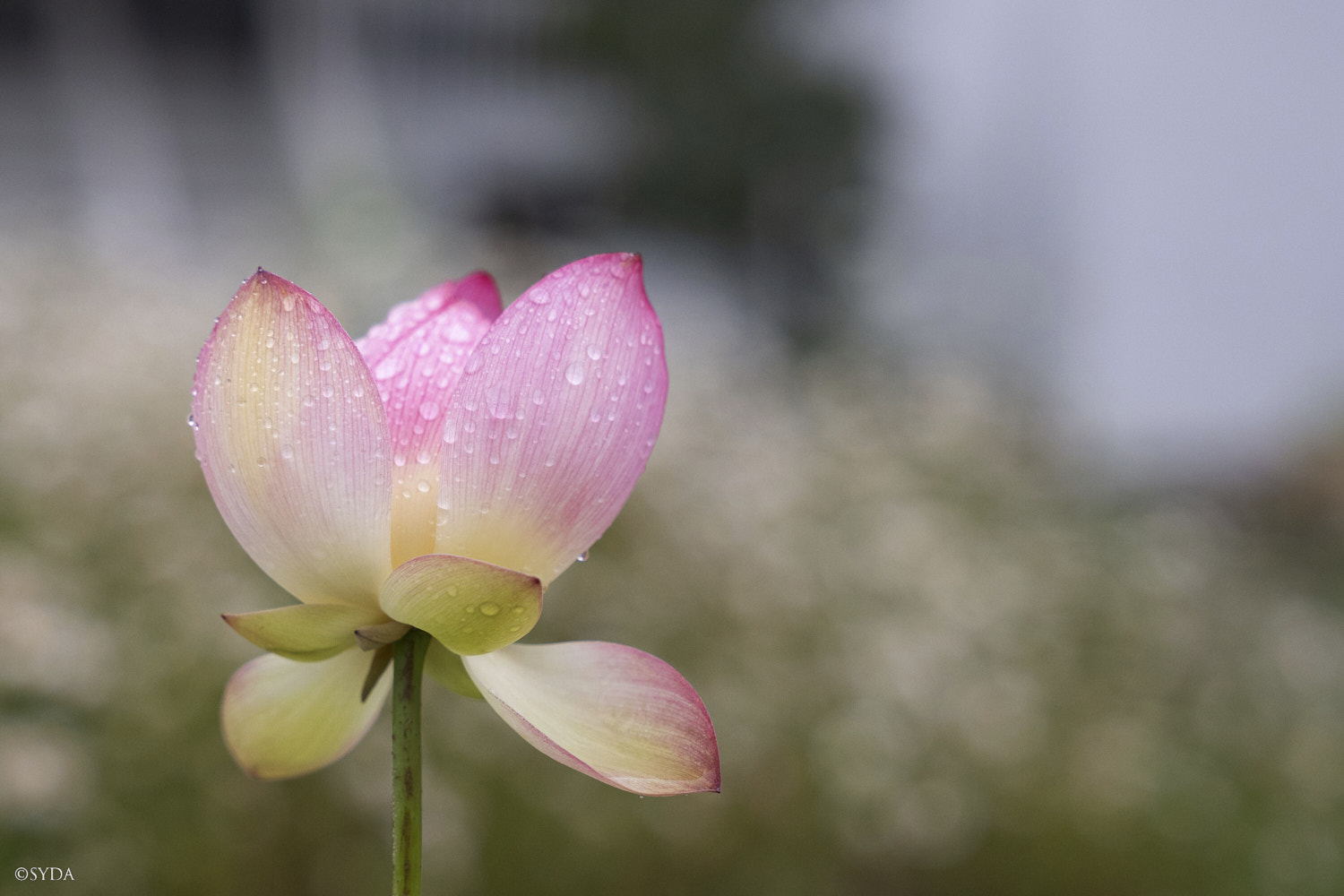 Nature Image