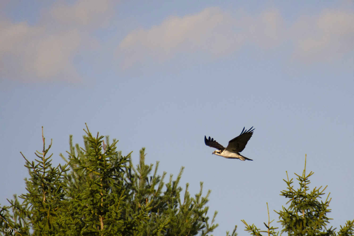 Nature Image