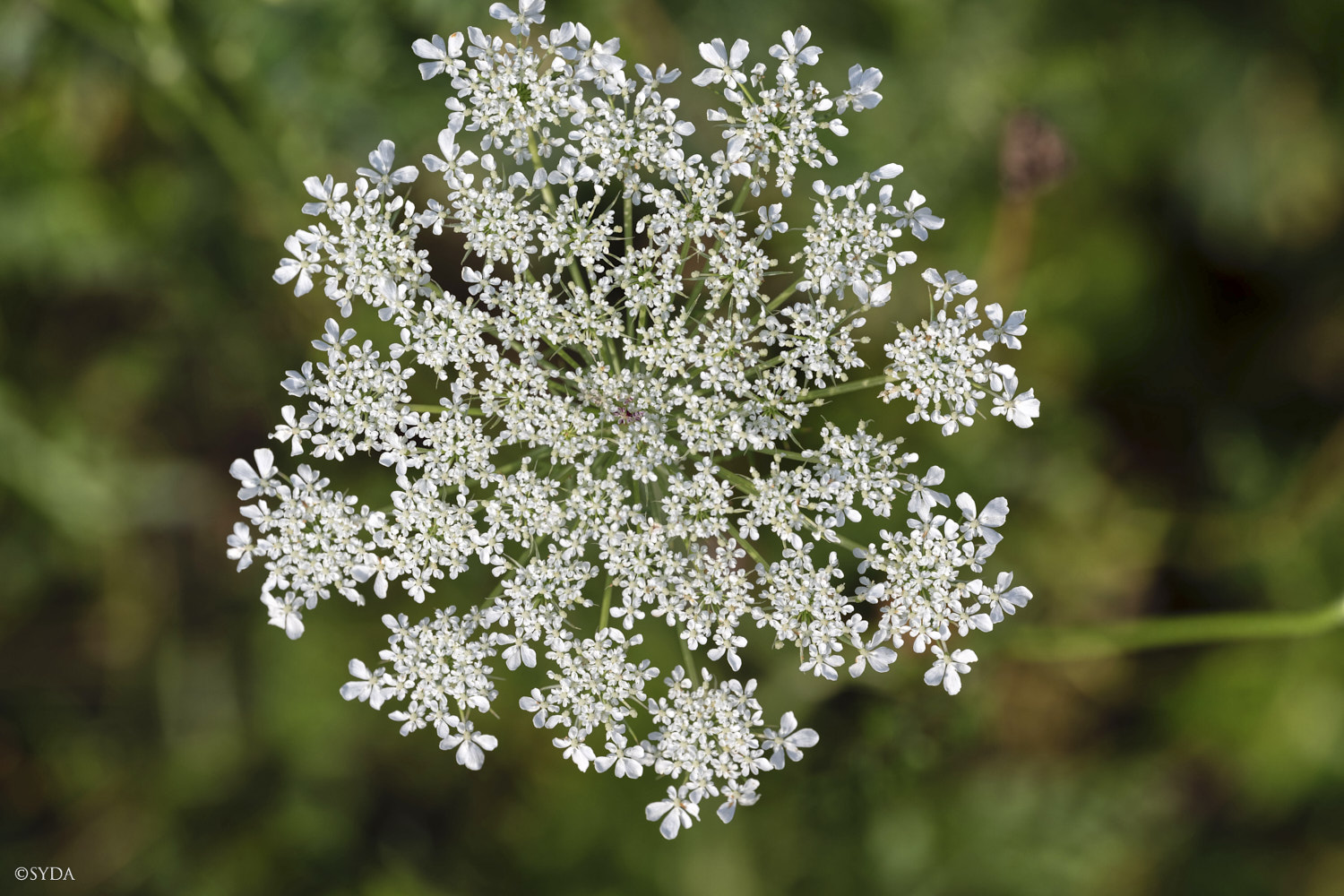 Nature Image