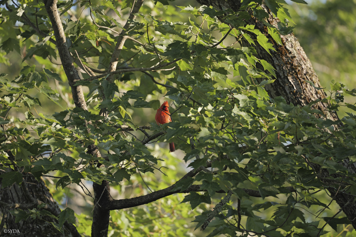 Nature Image