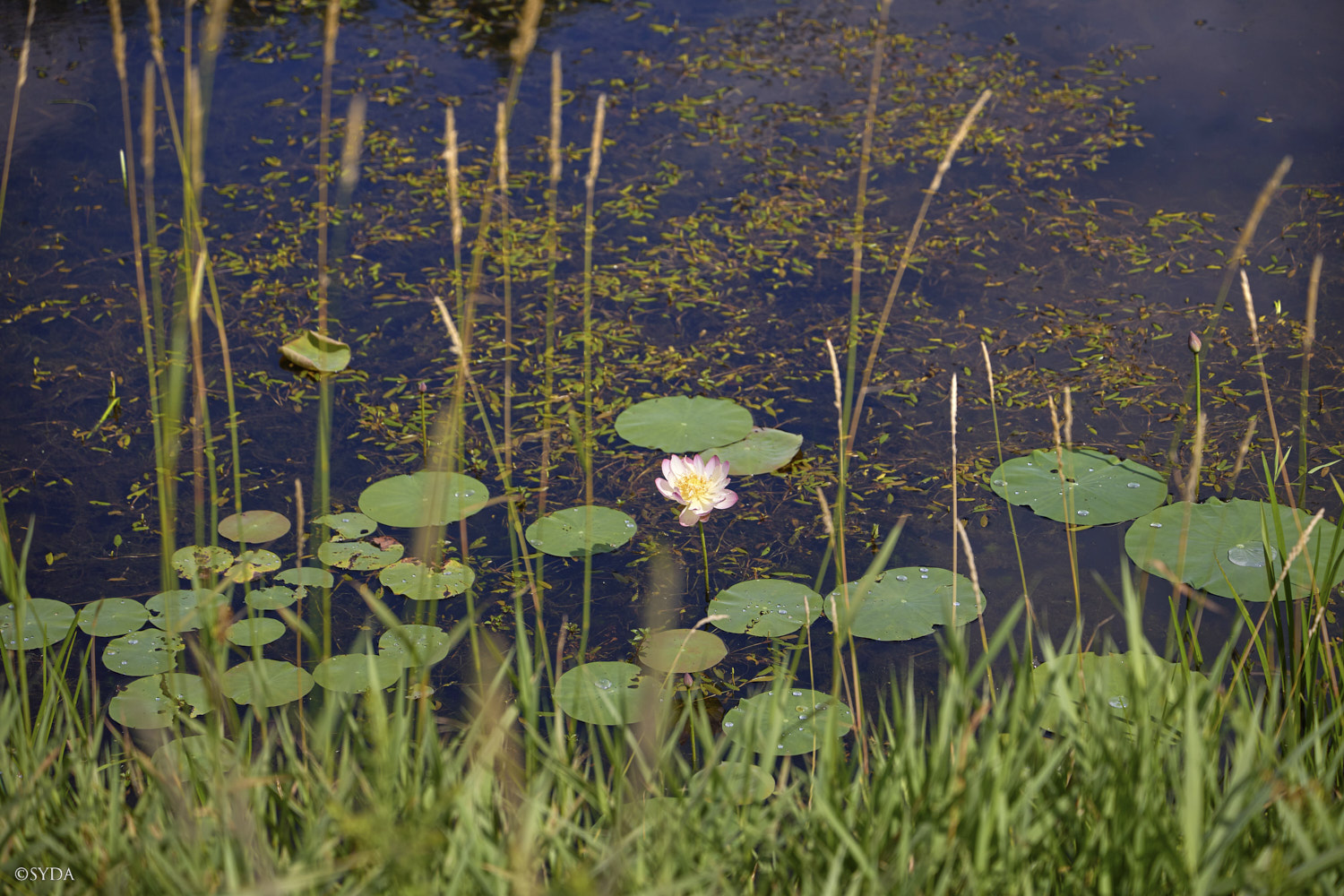 Nature Image
