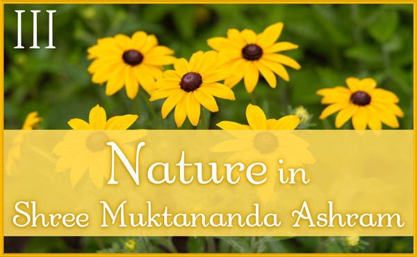 August: Nature III in Shree Muktananda Ashram