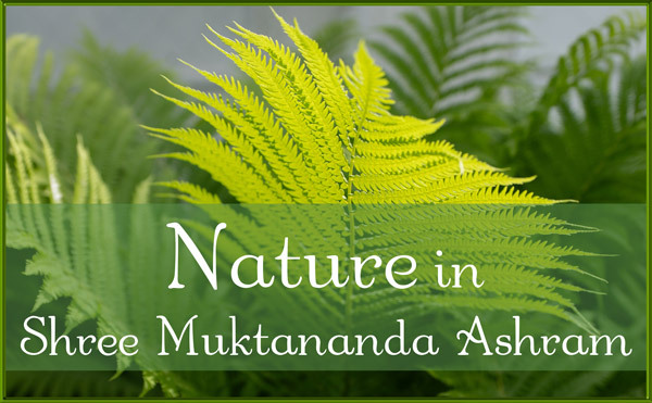 Nature in August in Shree Muktananda Ashram
