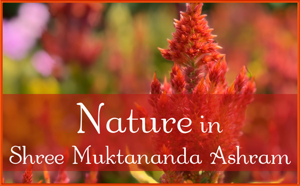 Nature in August in Shree Muktananda Ashram