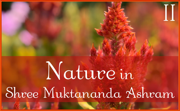 August: Nature II in Shree Muktananda Ashram