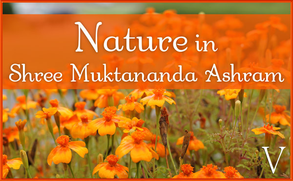 August: Nature II in Shree Muktananda Ashram