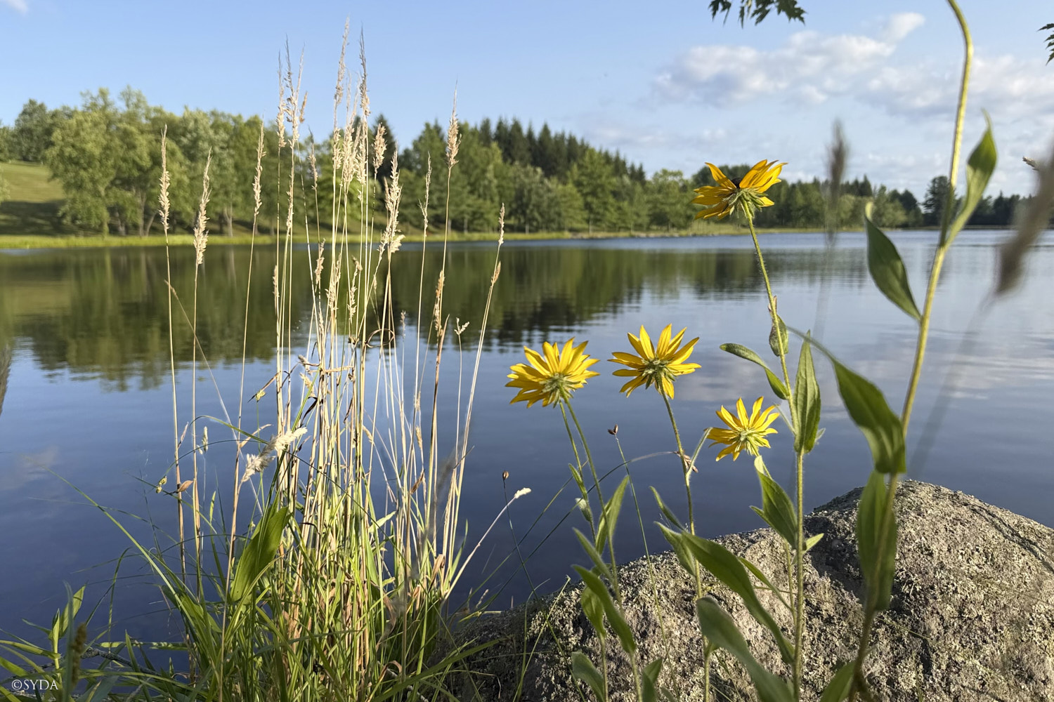Nature Image