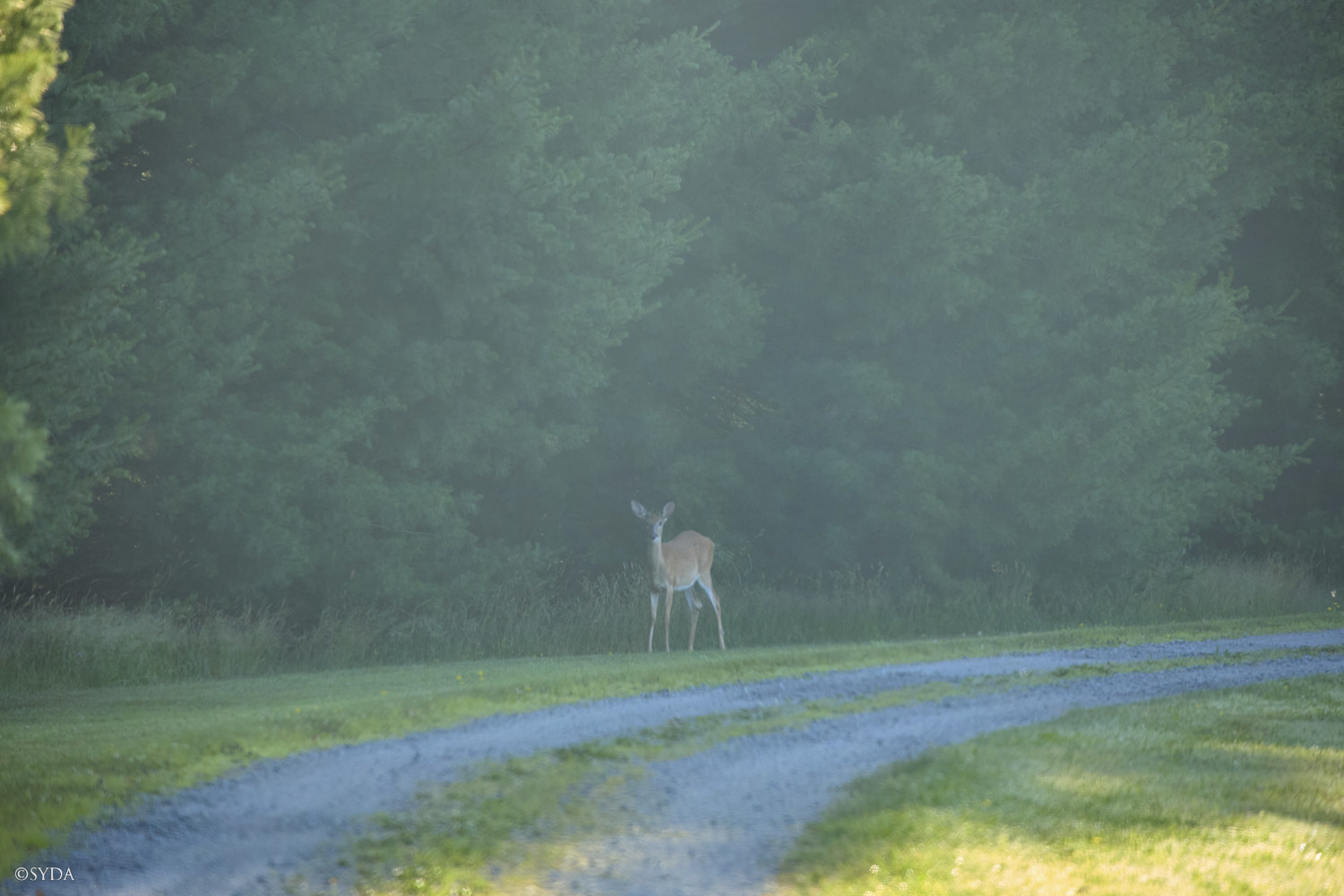 Nature Image
