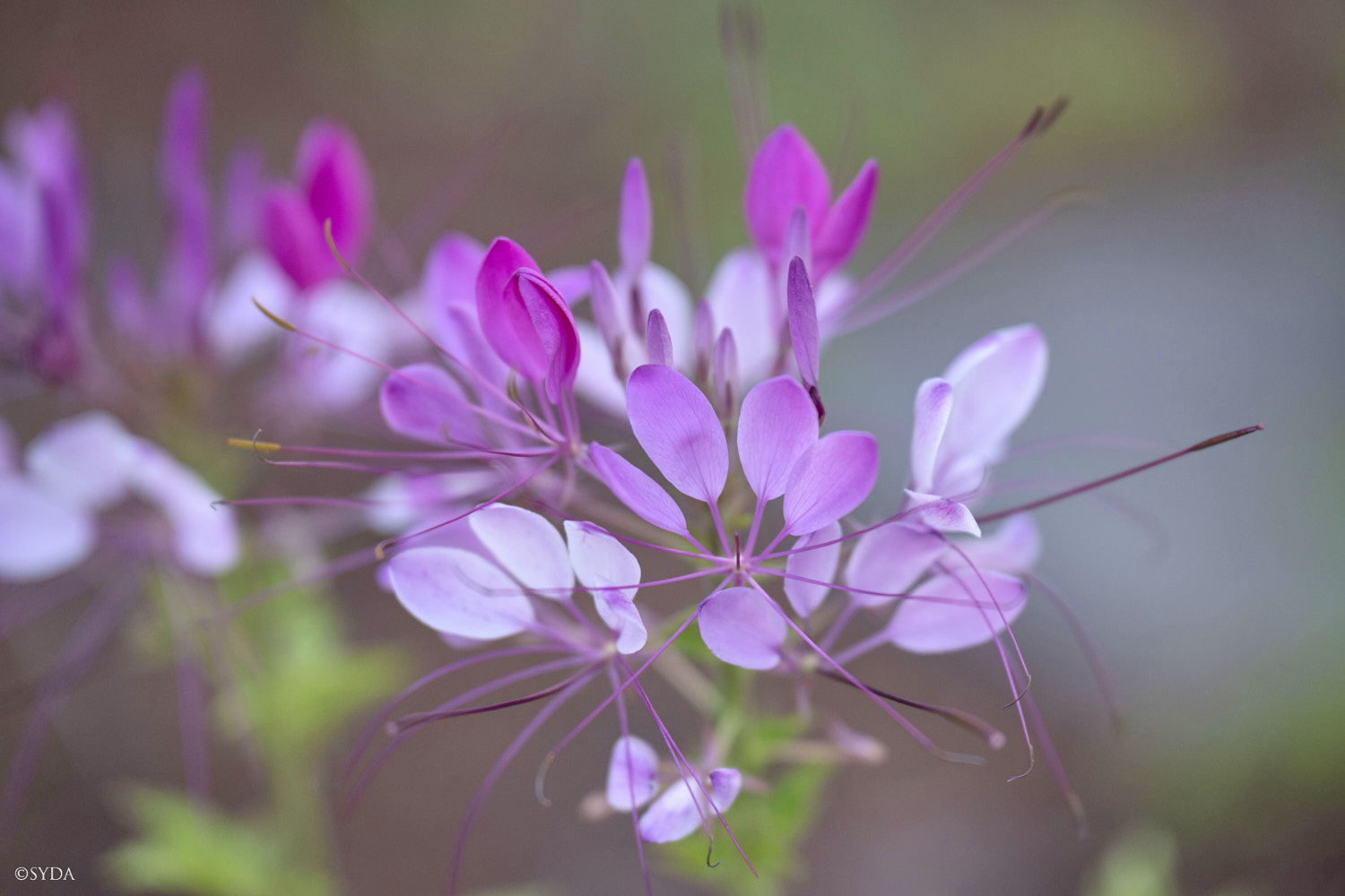 Nature Image