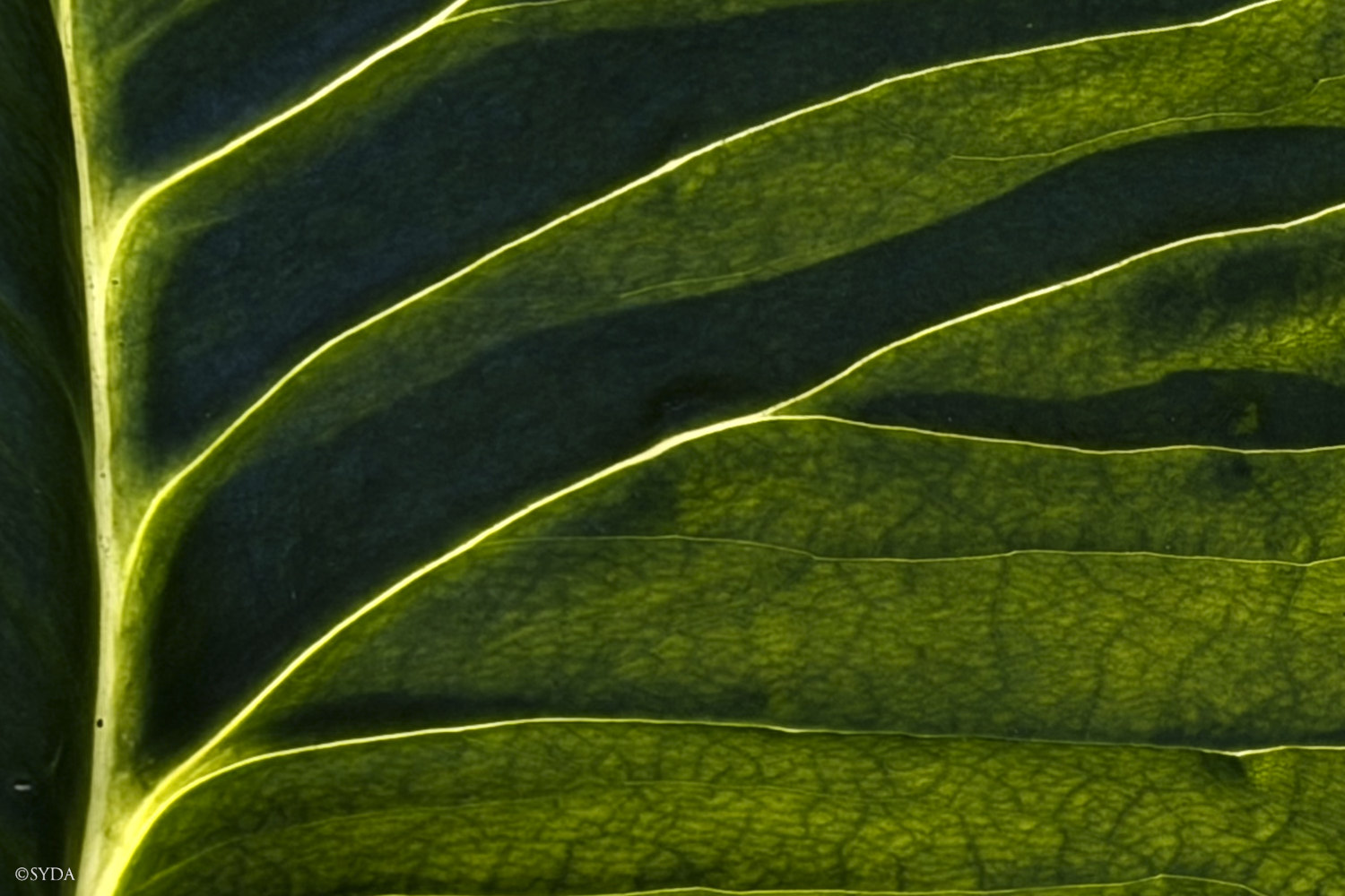 Nature Image