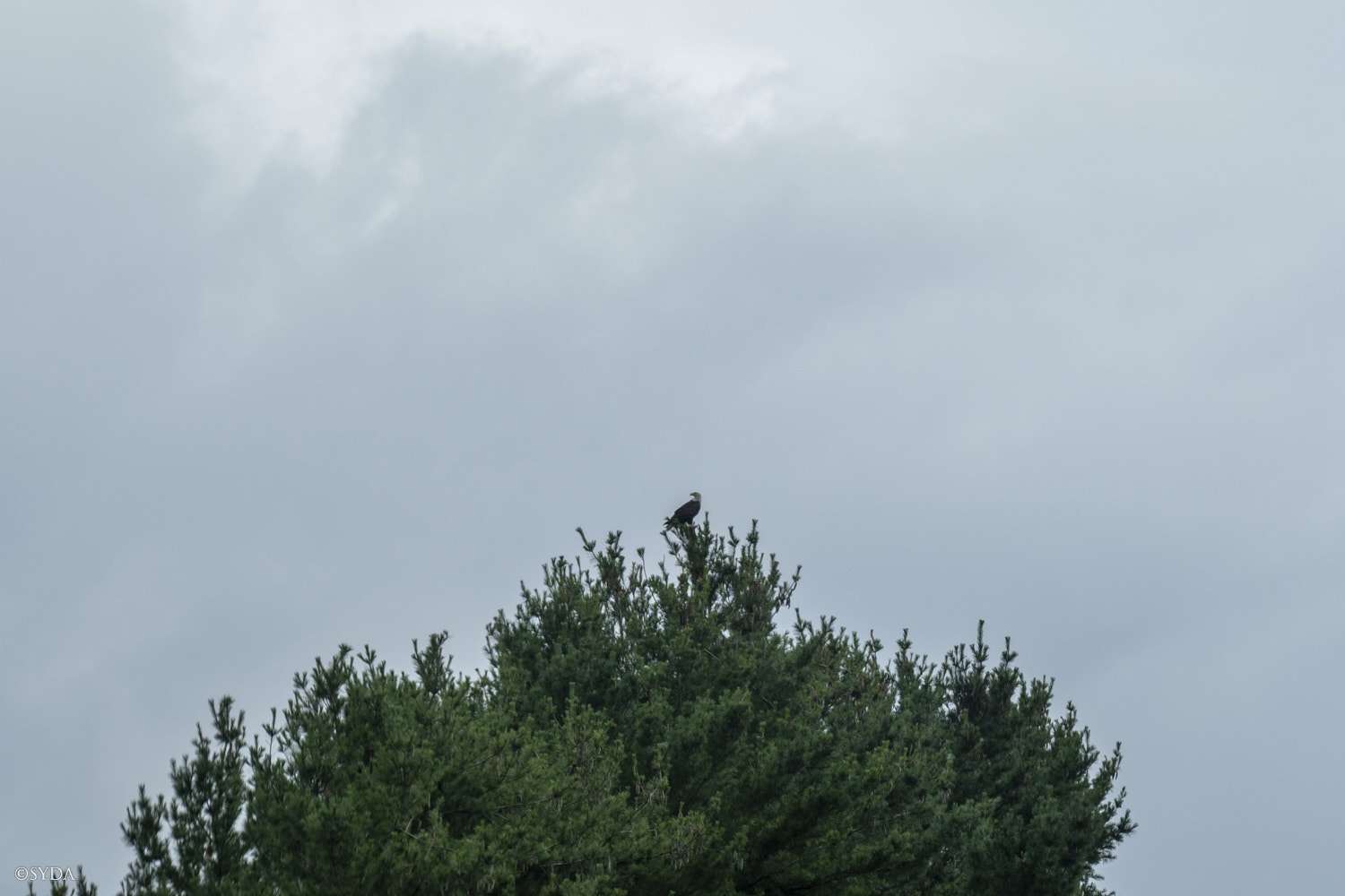 Nature Image