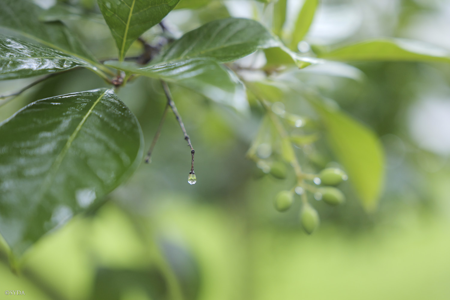 Nature Image