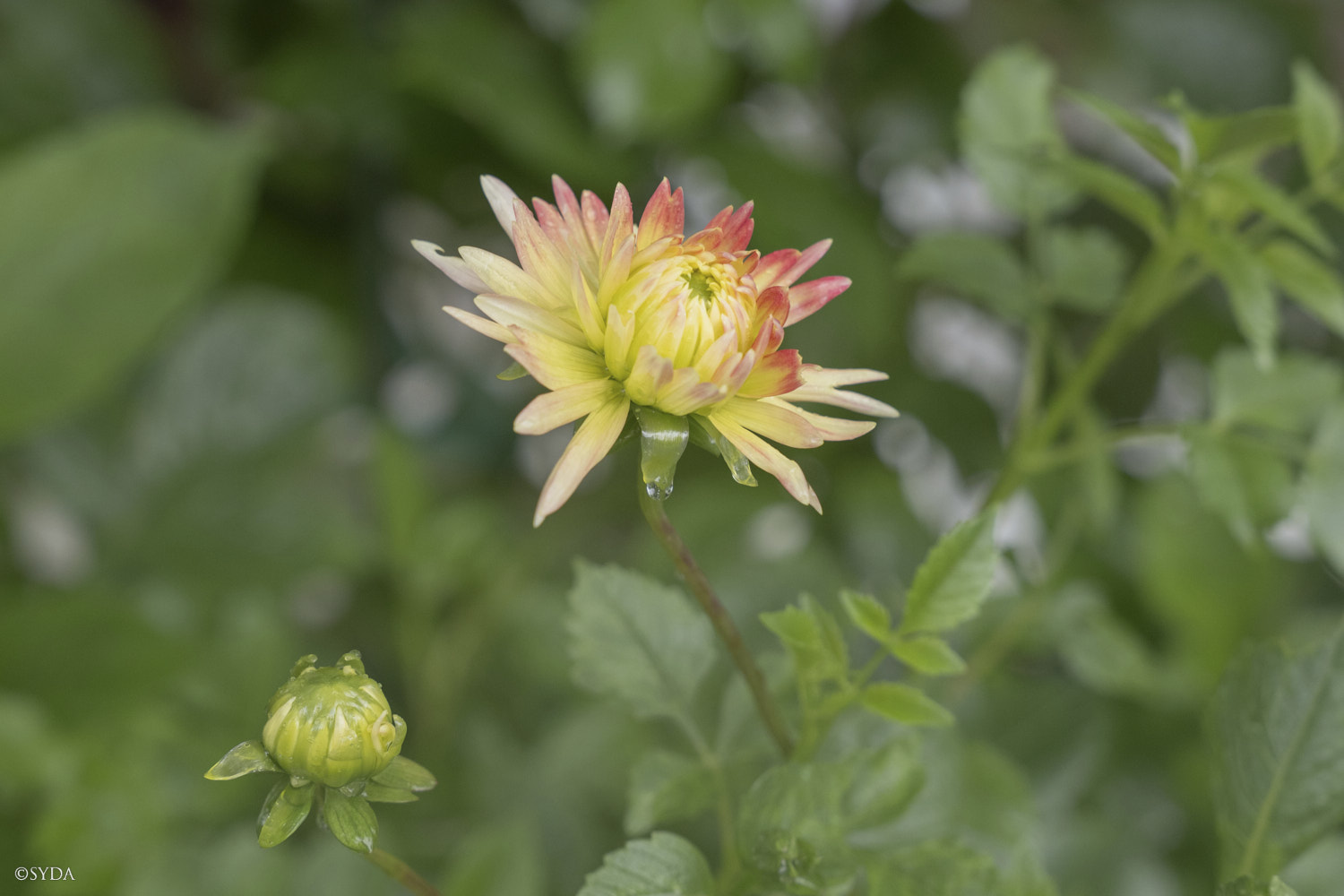 Nature Image