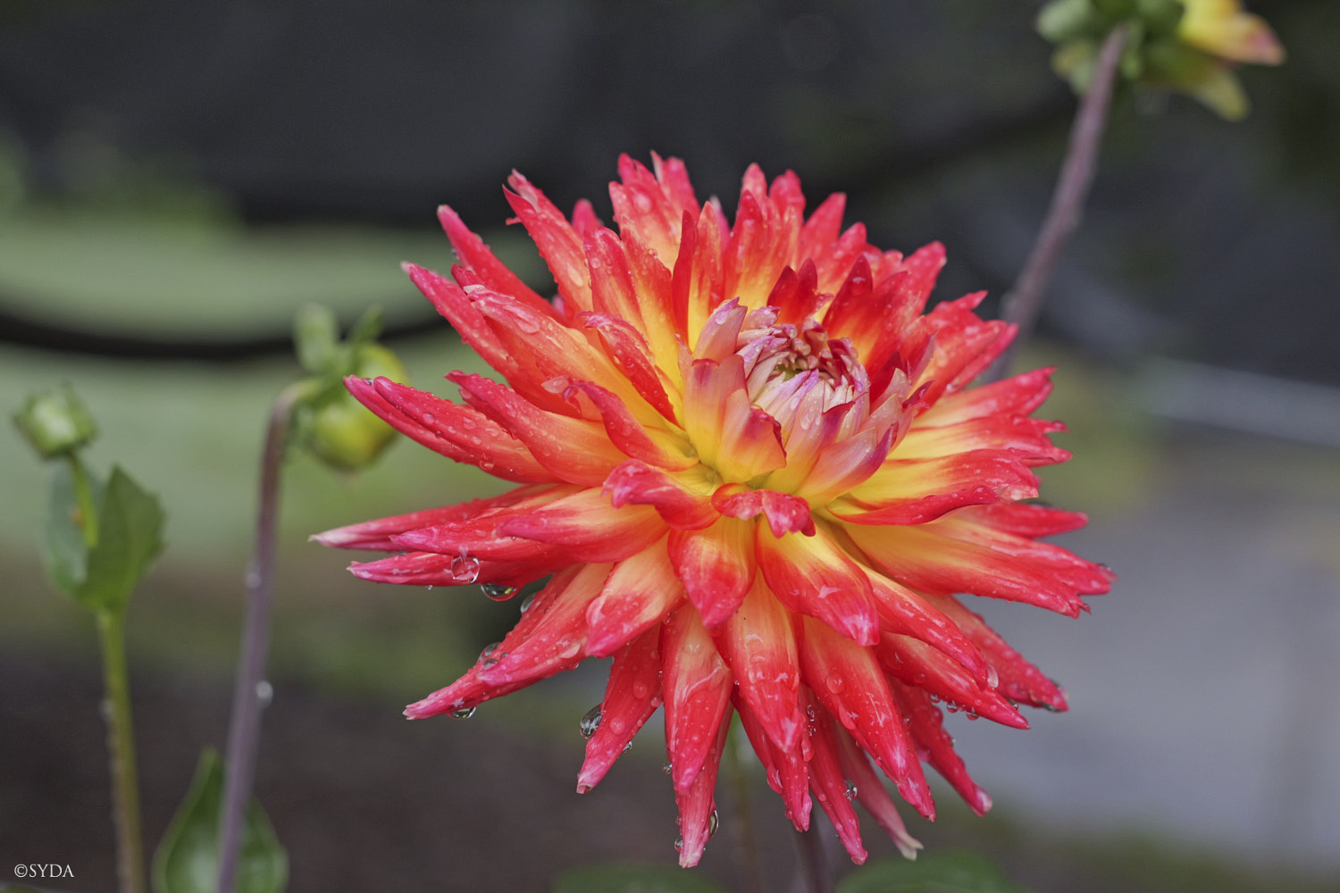 Nature Image