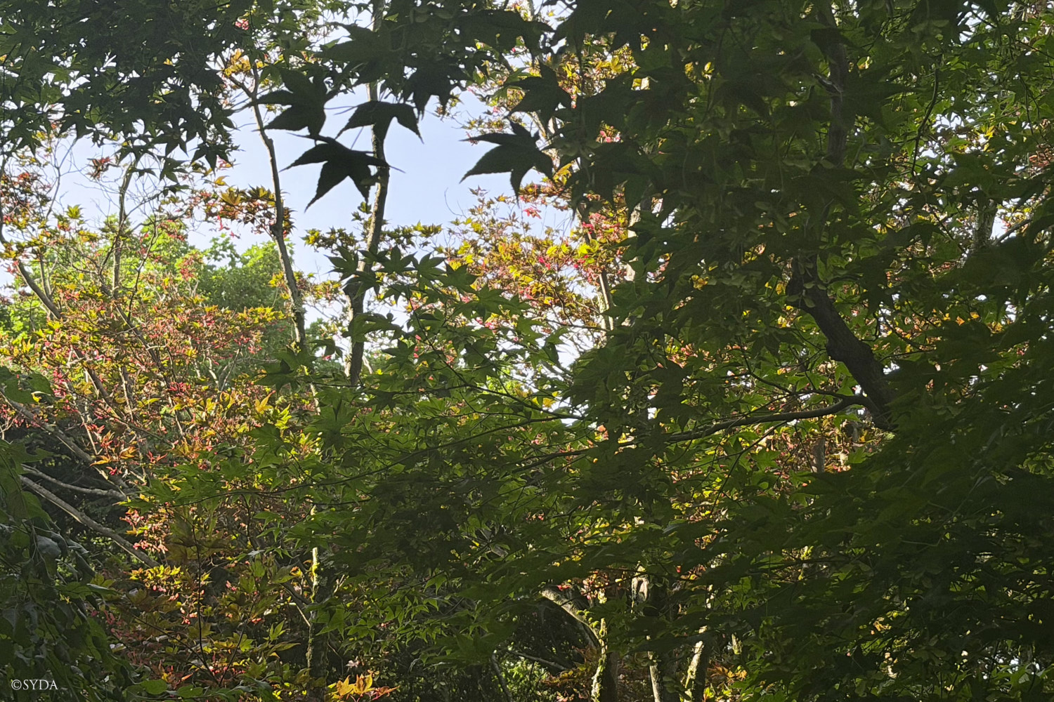 Nature Image