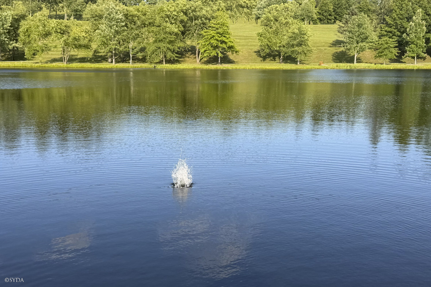 Nature Image