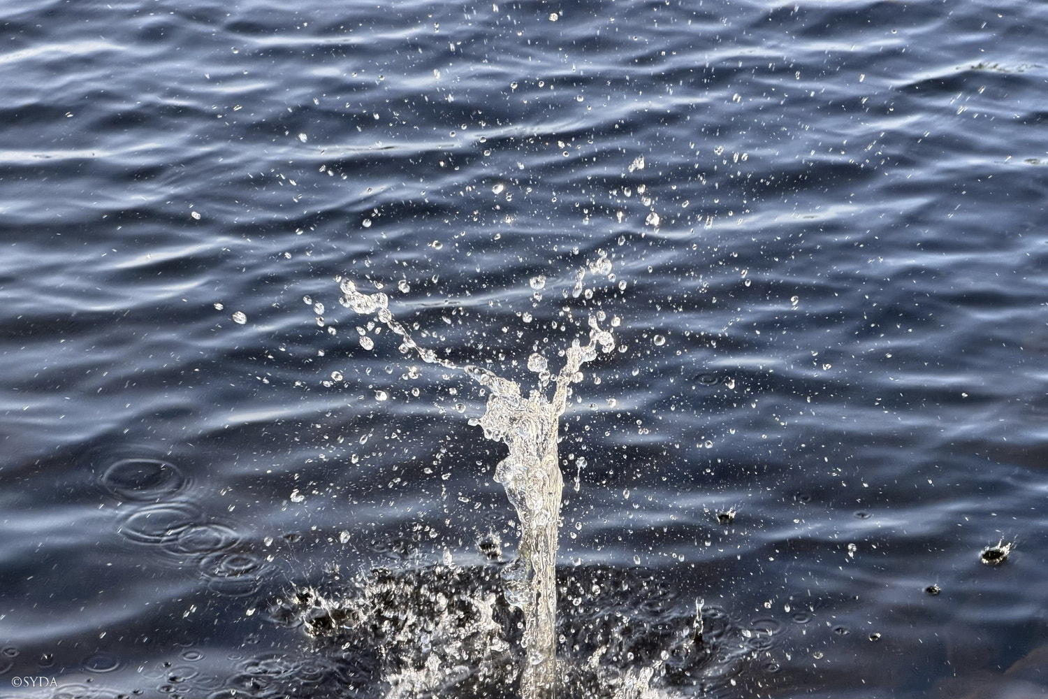 Nature Image