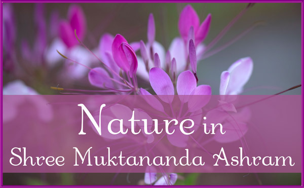 Nature in July in Shree Muktananda Ashram