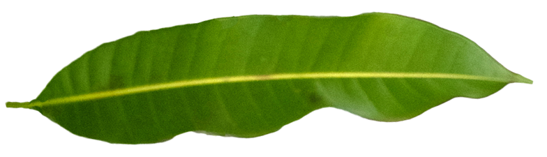 Lotus Motif