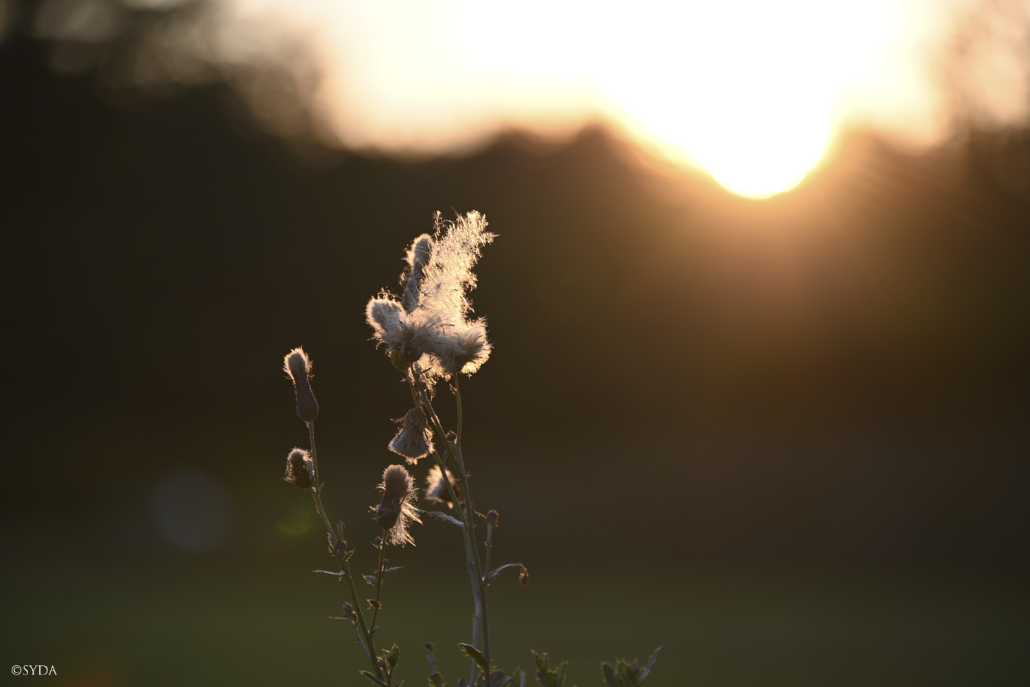 Nature Image