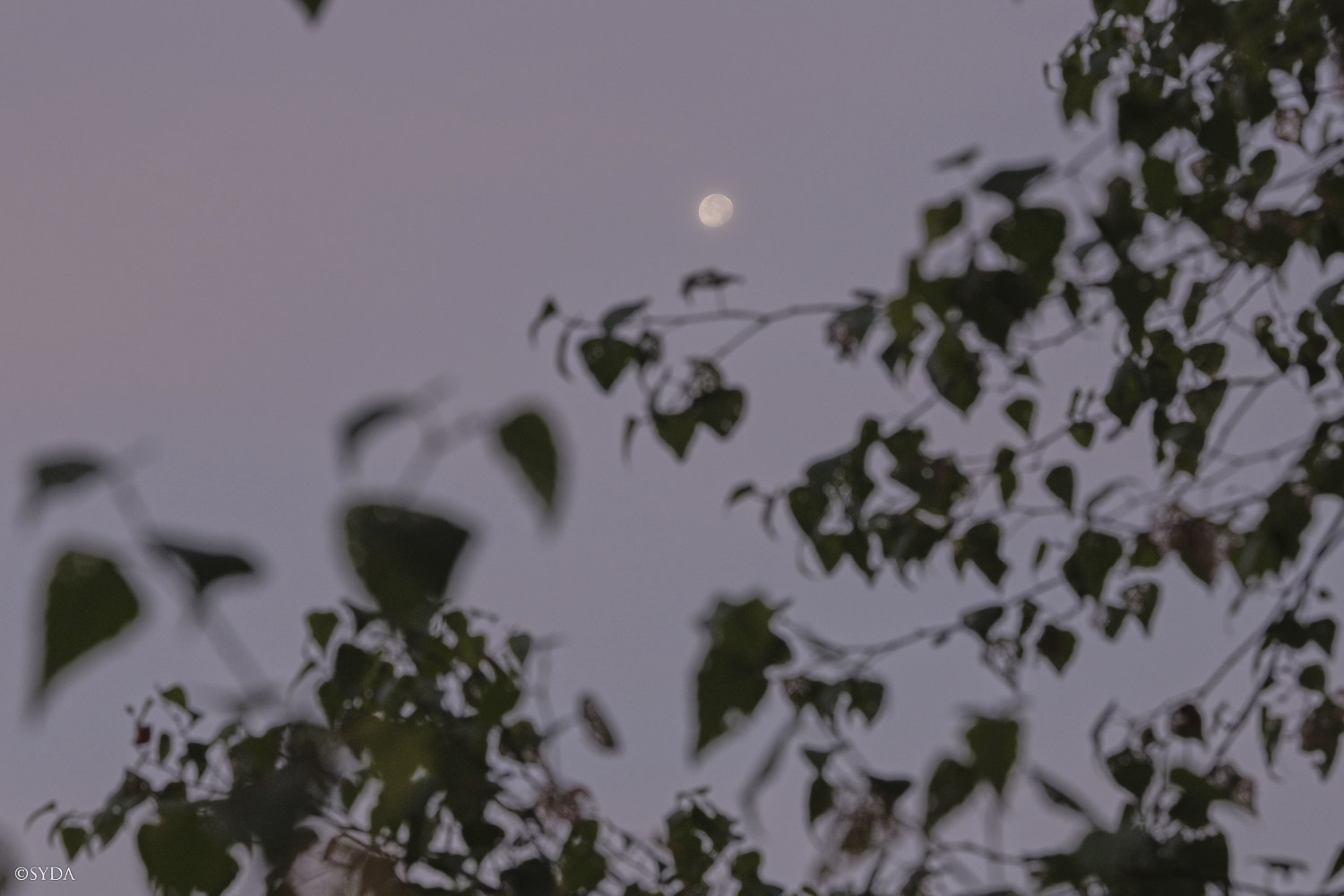 Nature Image