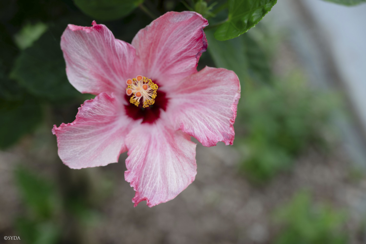 Nature Image