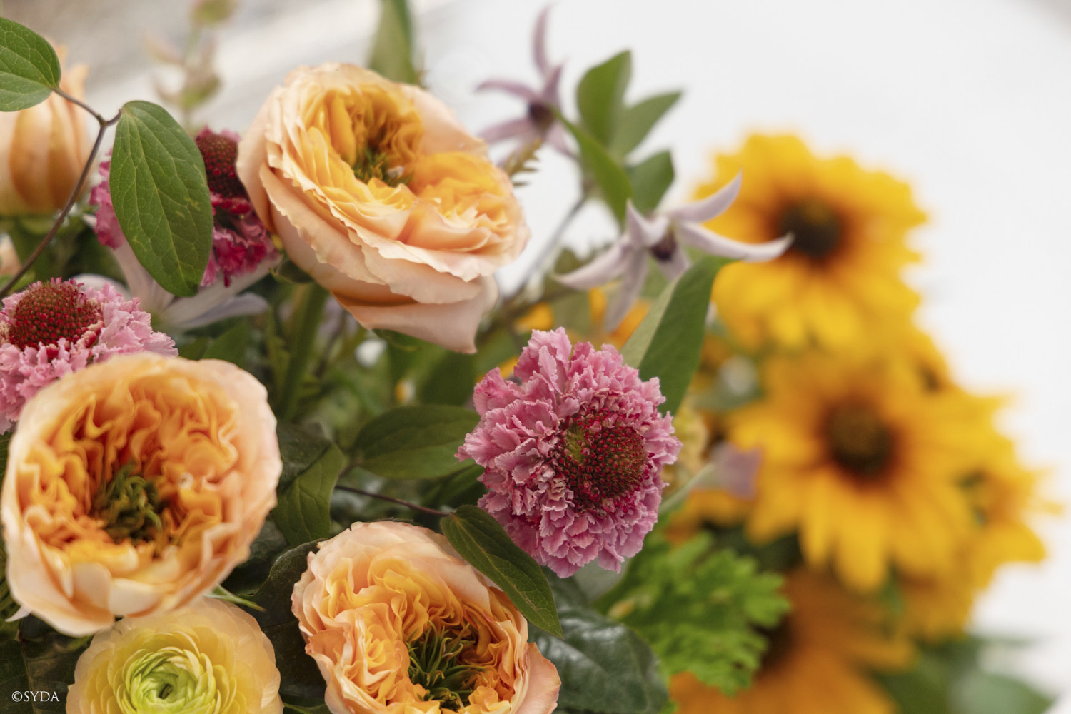 Nature Image