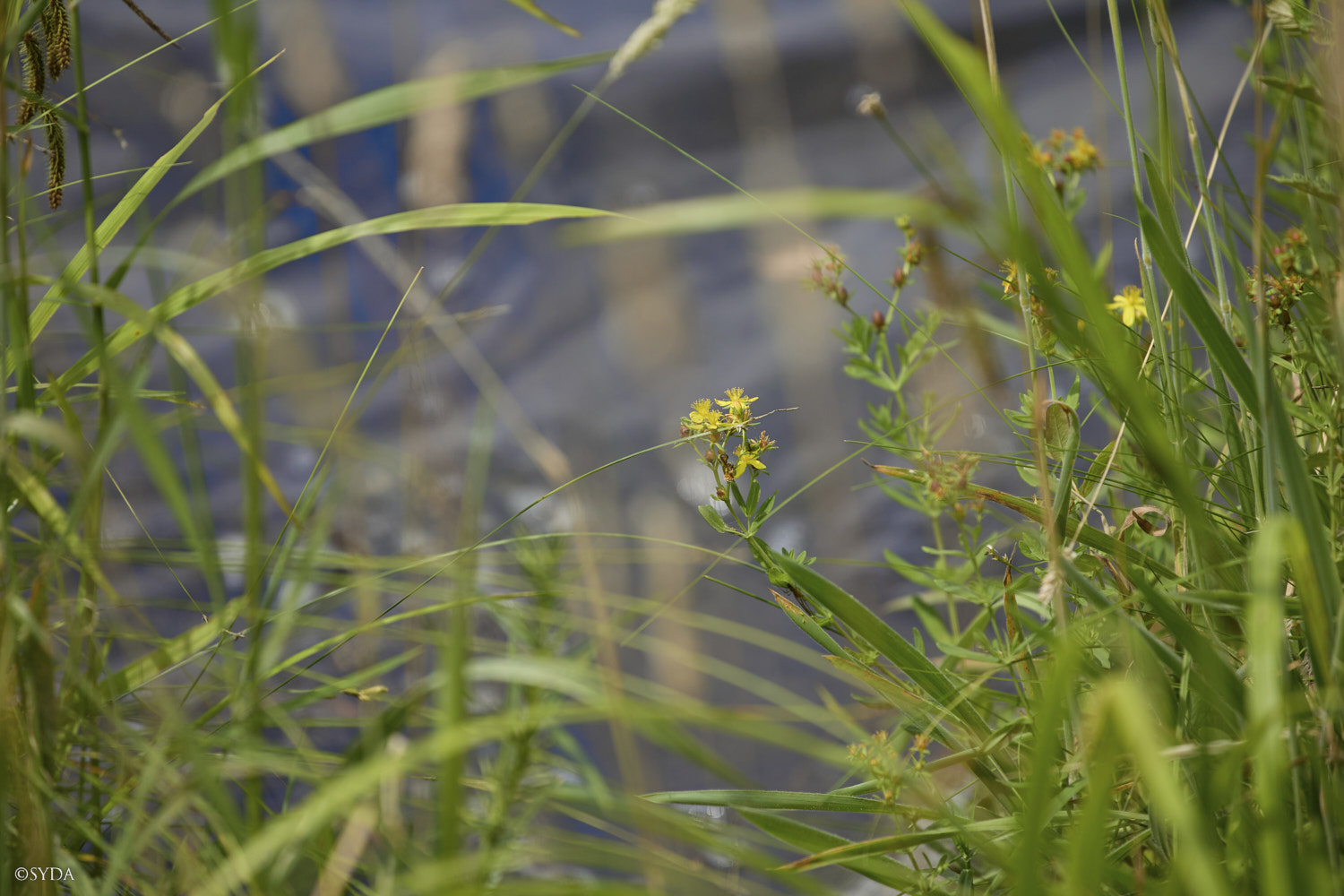 Nature Image