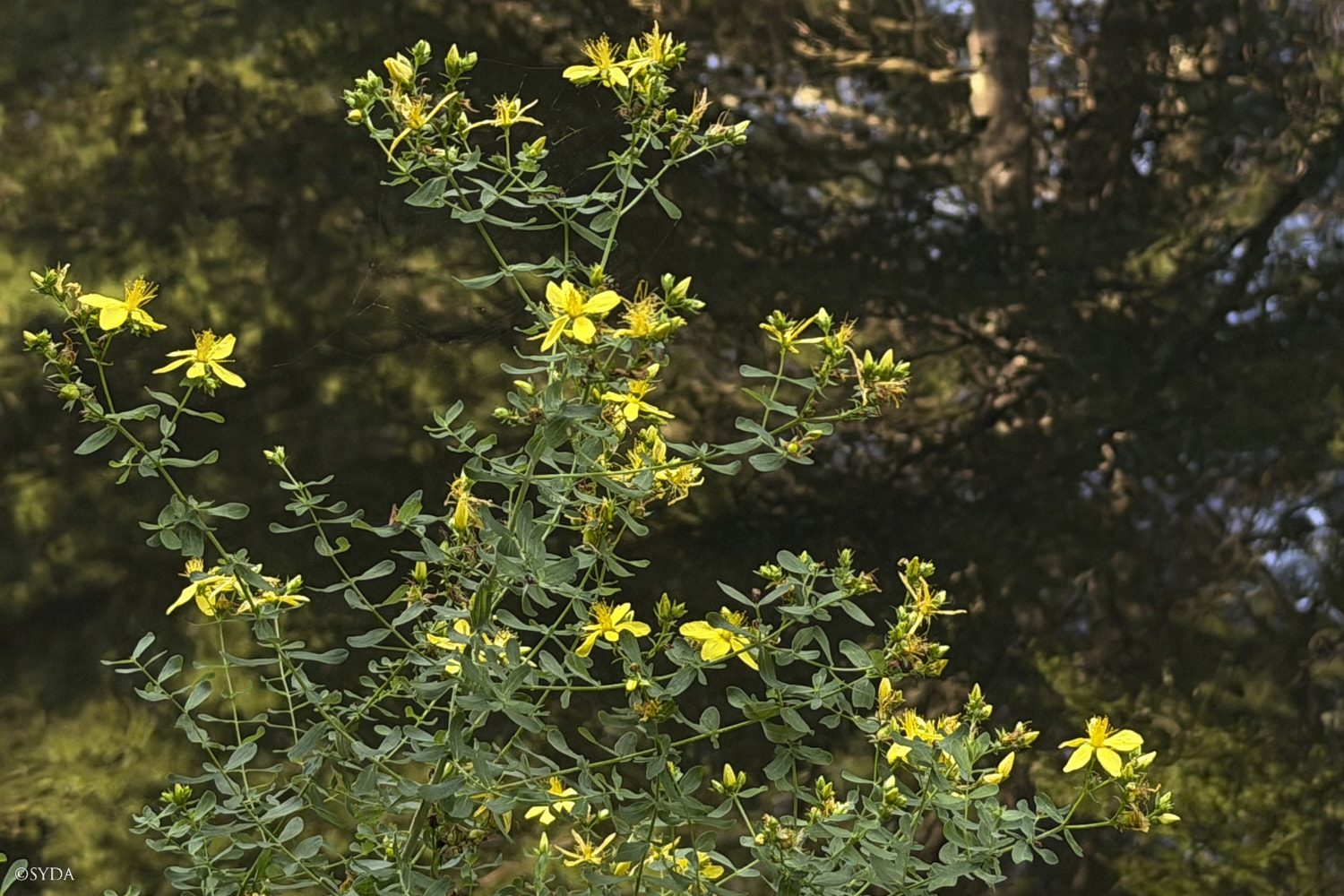 Nature Image