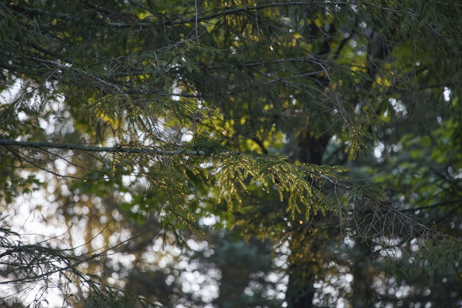 Nature Image