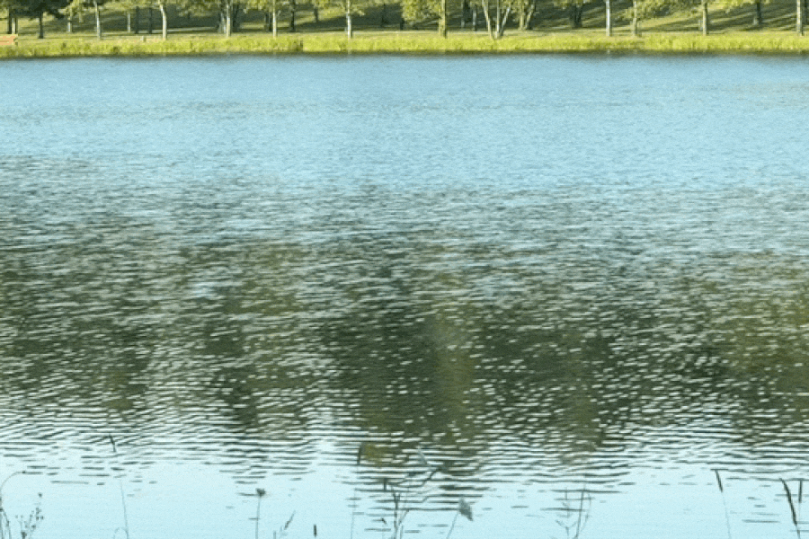Nature Image