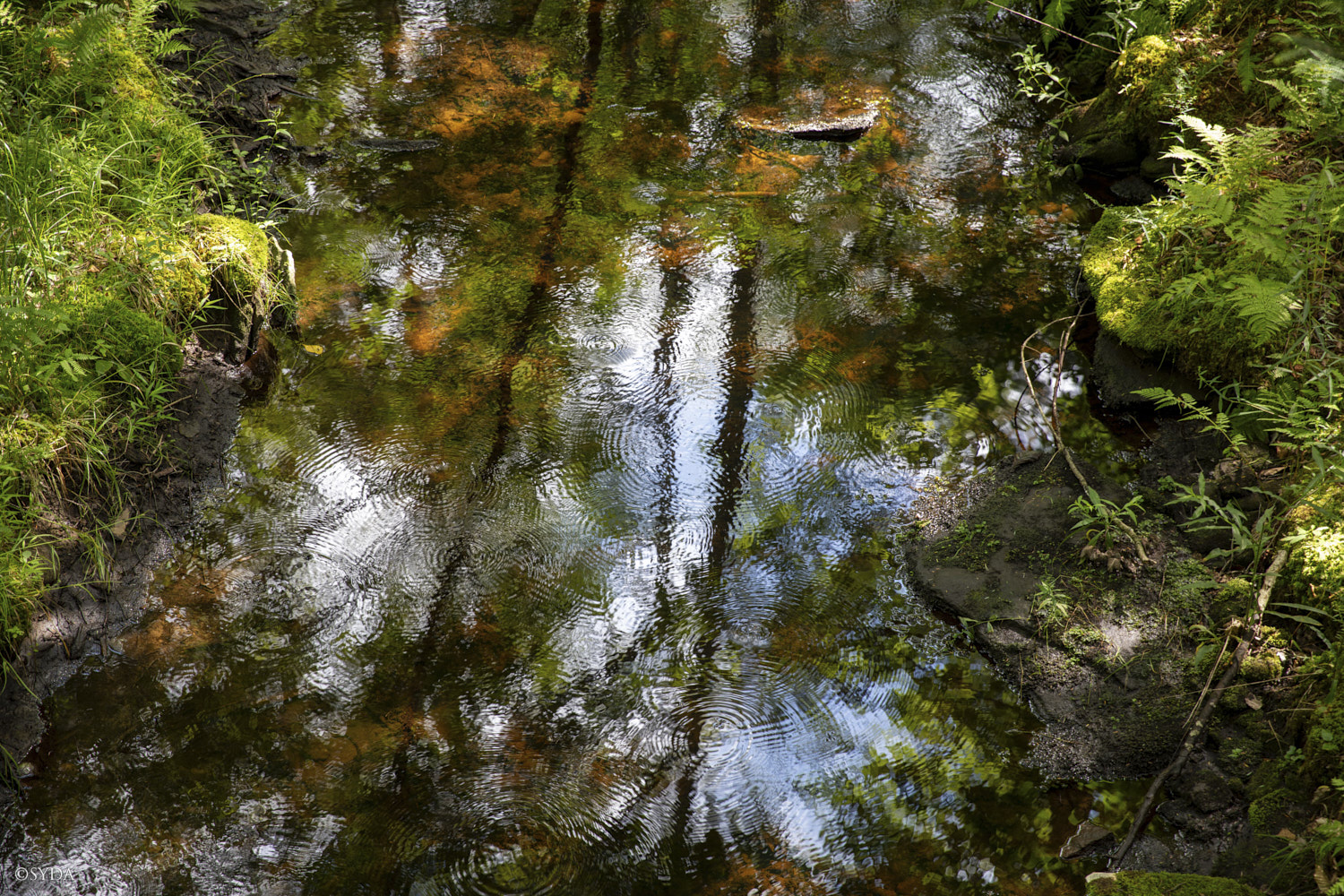 Nature Image
