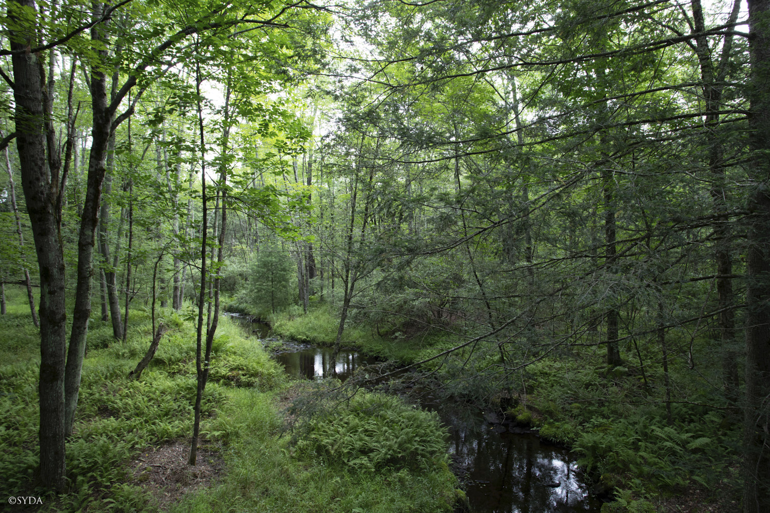 Nature Image