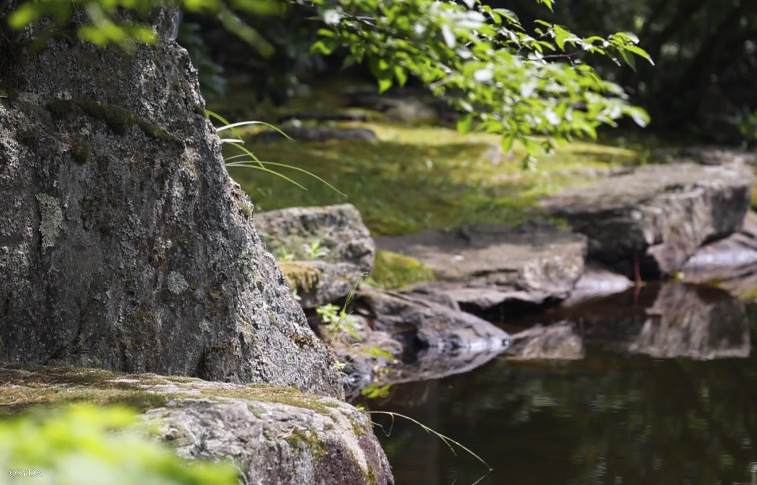 Nature Image