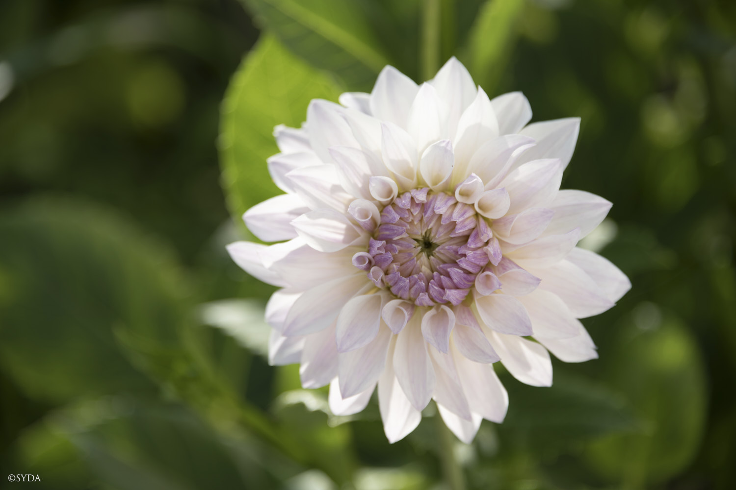 Nature Image