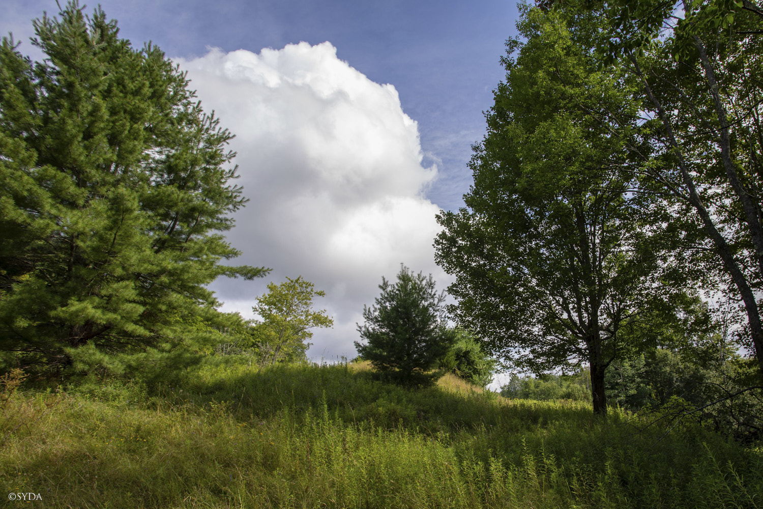 Nature Image
