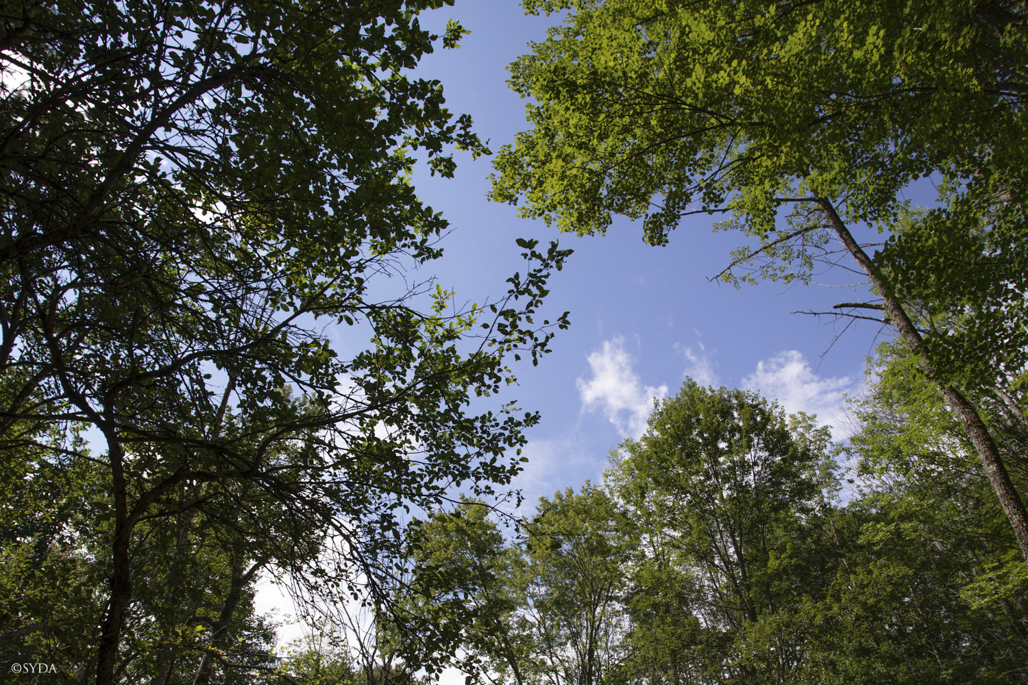 Nature Image