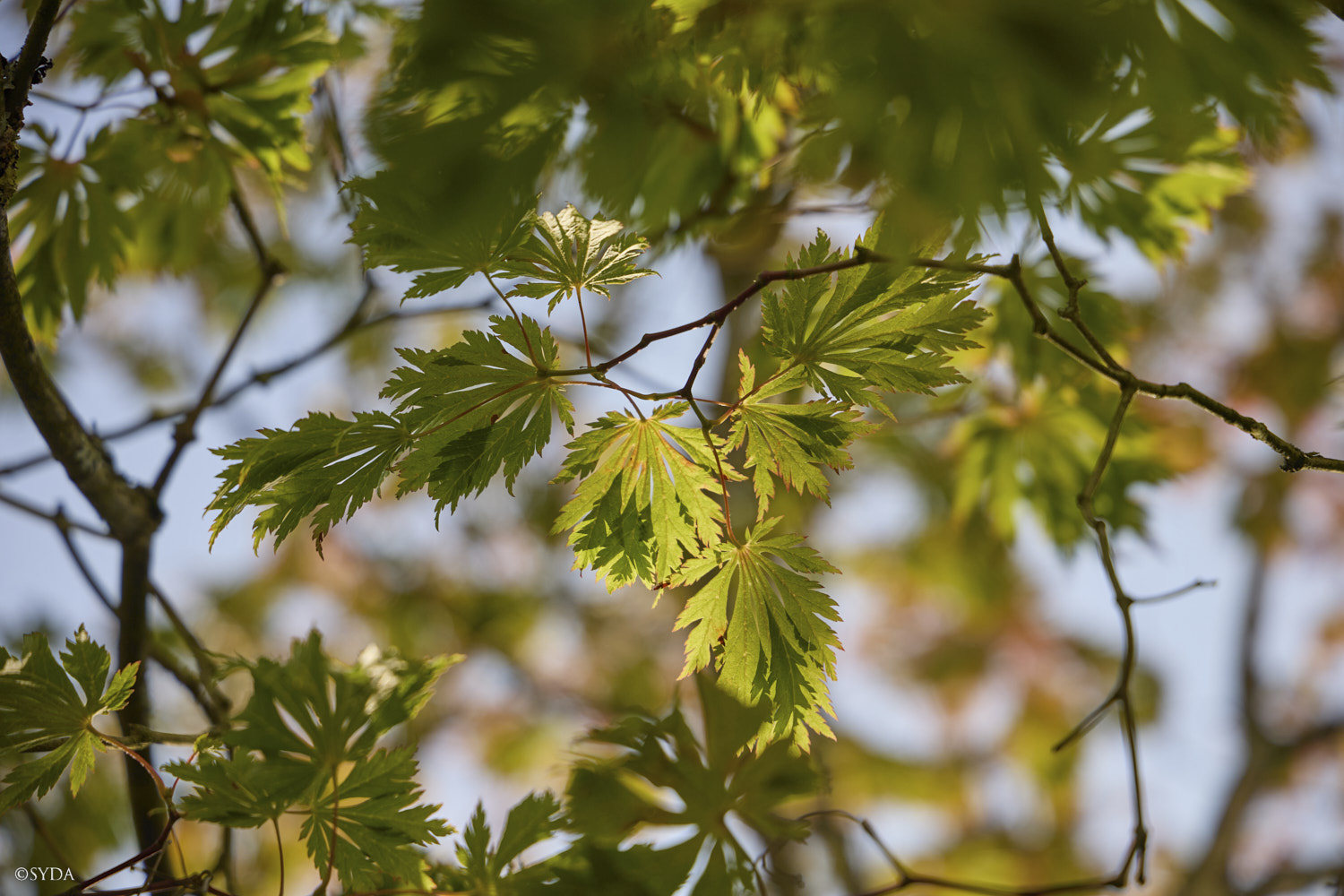 Nature Image