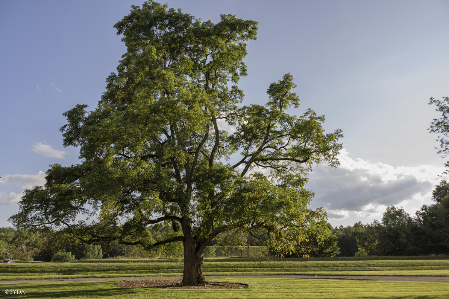 Nature Image